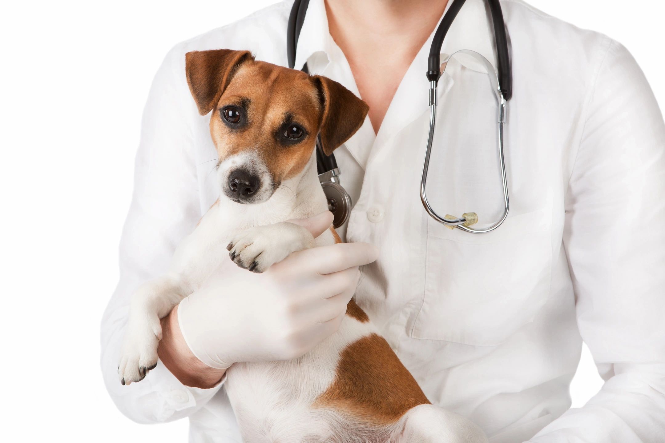 Veterinarian holding dog